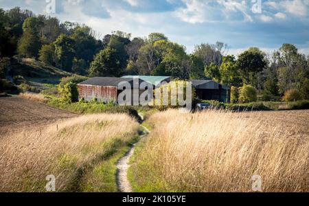 Il fieno è immagazzinato in fienili ed edifici agricoli sulla South Downs Way, una lunga strada pedonale attraverso il South Downs National Park, West Sussex, Regno Unito. Foto Stock