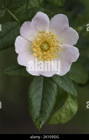 Primo piano di rosa chiaro fiore rosa selvaggio Foto Stock