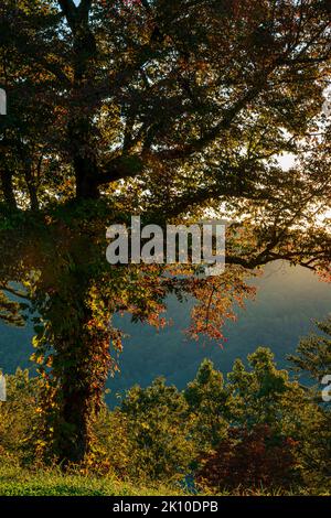 La retroilluminazione all'alba rende un albero mile a woodbine una vista spettacolare, lungo Foothills Parkway, Great Smoky Mountains National Park, Blount Counper Foto Stock