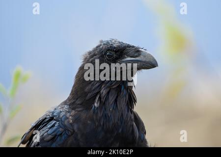 Primo piano del corvo delle canarie Foto Stock