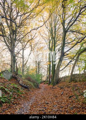 Un percorso di bridlepath attraverso un bosco di faggi alla fine dell'autunno sul bordo di Dolebury Warren nel Mendip Hills National Landscape, nel North Somerset, Inghilterra. Foto Stock