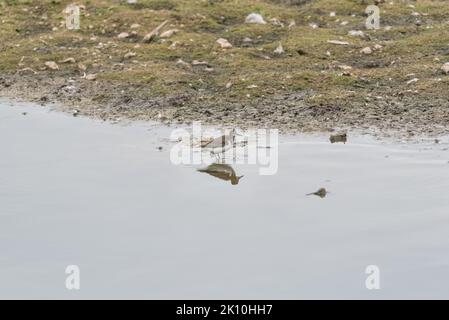 Guado comune Sandpiper (Activis hypoleuco) Foto Stock