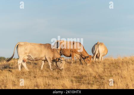 Aubrac mucche in un pascolo secco in estate. Aubrac, Francia. Foto Stock