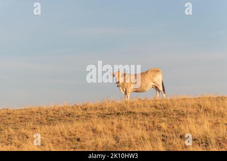 Aubrac mucca in un pascolo secco in estate. Aubrac, Francia. Foto Stock