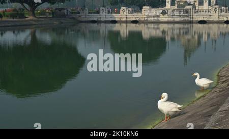 Due uccelli cigni, famiglia Anatidae Cygnus genere, si puliscono al lago di Victoria Memorial, arge edificio in marmo nel centro di Kolkata, WB, India Foto Stock