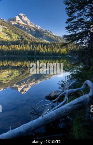Teewinot sorge sopra il lago Bradley, dove si riflette su una foresta. Grand Teton National Park, Wyoming Foto Stock