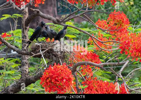 Casa madre Crow (Corvus splendens) uccello che allattano i bambini e gli uccelli giovani nel nido. Conosciuto come il corvo indiano, grigiastro, Ceylon o Colombo. Foto Stock