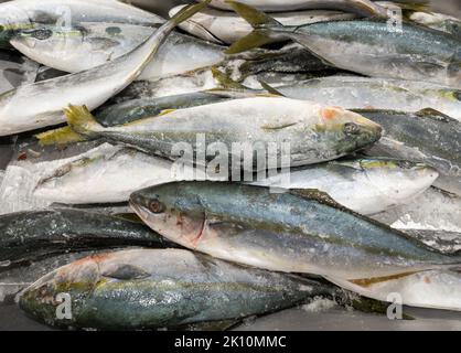 Gruppo di sgombri congelati sul ghiaccio tritato nel vassoio per la vendita al supermercato, vista frontale per lo sfondo. Foto Stock