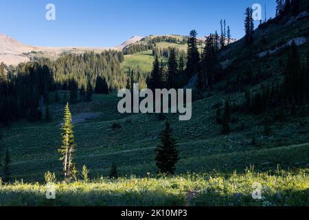 Una banda di fiori selvatici e un pino soleggiato illuminato con luce notturna che si infrangono attraverso le cime più alte sopra il Teton Crest Trail mentre passa attraverso grani Foto Stock