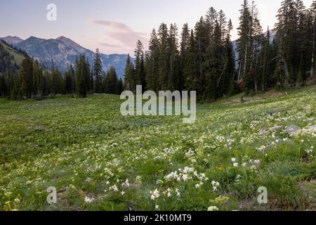 Un grande prato subalpino pieno di colonne, pastinaca di mucca, geranio e altri fiori selvatici lungo il Teton Crest Trail nel Granite Canyon. Grand Tato Foto Stock