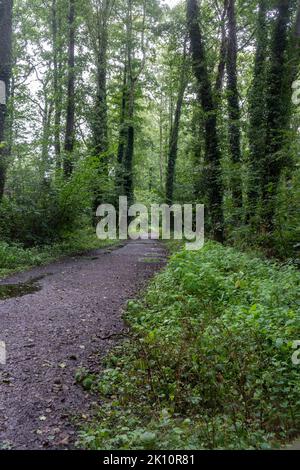 Longmoor Military Railway costruita nel 1903, ora abbandonata, Liss, Hampshire, Inghilterra UK. Il sentiero a piedi della ferrovia Lis Riverside corre lungo il vecchio percorso Foto Stock