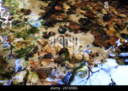 Riflessioni nel flusso d'acqua e ciottoli di fiume in primo piano, Parco Nazionale di Kemeri, Lettonia Foto Stock