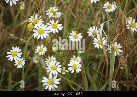 La camomilla è una pianta medicinale. Primo piano dei fiori di campo. Fiori bianchi nel prato. Terra agricola. Verde sullo sfondo. Petali bianchi. Foto Stock