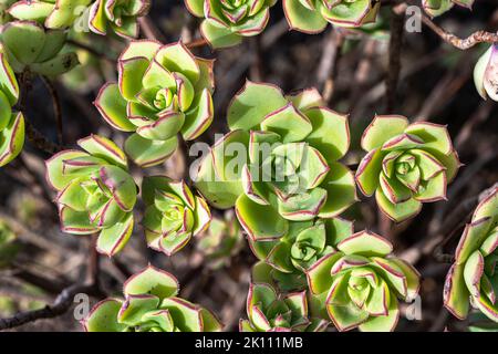 Aeonium o Pinwheel di Haworth (Aeonium haworthii) Foto Stock