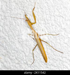 Un uomo europeo che prega mantis su un muro bianco Foto Stock