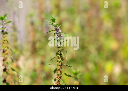 Pianta medicinale leonurus cadriaca o erba madre che cresce in giardino in estate Foto Stock