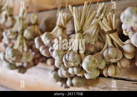 Aglio raccolto appeso in fasci su parete di legno. Aglio che asciuga. Messa a fuoco selettiva. Foto Stock