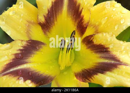 Primo piano (foto macro) di gocce di pioggia sulla fioritura del giorno (Hemerocallis Greywoods Spirit Hawk) con petali gialli, occhio di lampone e gola gialla. Foto Stock