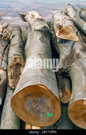 Industria del legno, potato alberi su una discarica di legno Foto Stock