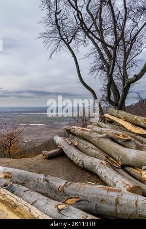 Industria del legno, potato alberi su una discarica di legno Foto Stock