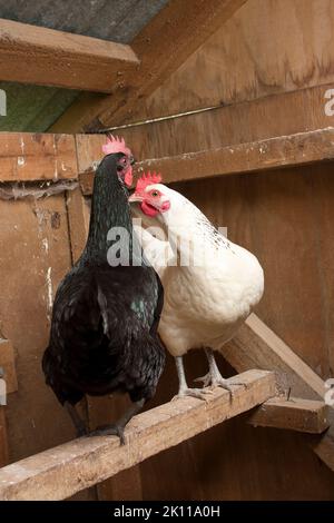 Polli bianchi e neri in gabbia Foto Stock