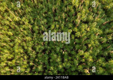 Campo di canapa CBD, steli ispessiti di piante industriali verdi, tiro aereo dall'alto verso il basso. Foto Stock