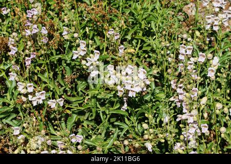Ammira con stupore la bellezza estiva di una popolazione di Pestemon Grinnellii che ondeggiano dolcemente nel loro habitat nativo delle montagne di San Jacinto. Foto Stock