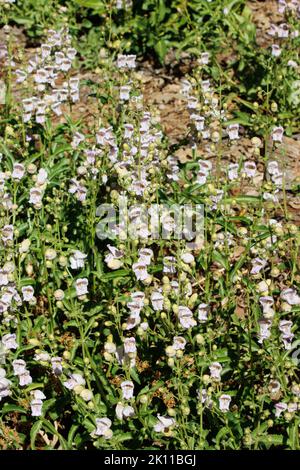 Ammira con stupore la bellezza estiva di una popolazione di Pestemon Grinnellii che ondeggiano dolcemente nel loro habitat nativo delle montagne di San Jacinto. Foto Stock