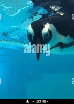 pinguino nuotare sott'acqua blu, piscina Foto Stock