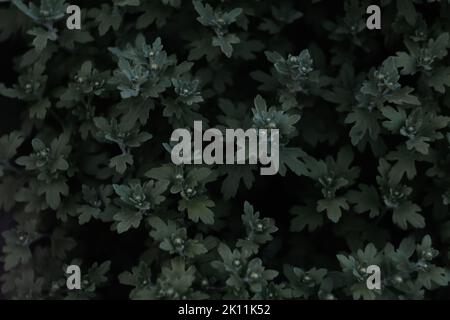 Defocus hrysanthemum frondoli. Germogli giovani con foglie senza fiori Chrysanthemum. Struttura verde scuro. Motivo floreale. Fuori fuoco Foto Stock