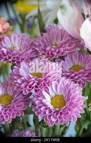 Una bella disposizione di Chrysanthemums rosa raccolto presso il negozio locale per brillare il tavolo da cucina in mezzo all'inverno. Foto Stock