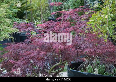 rosso acero giapponese acer palmatum drago rosso vaso all'aperto Foto Stock