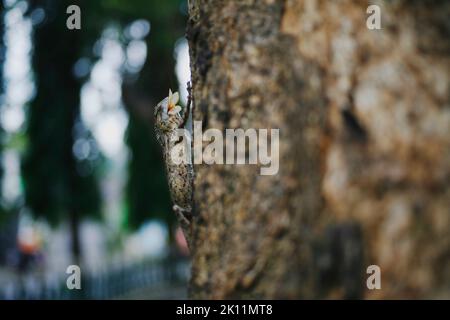 Draco volans mangiato termittes volanti nell'albero. Lizard di scivolamento comune (Draco volans) mangiare un termittes volanti. Foto Stock