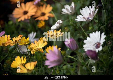 Fiori d'arancio nel vivaio. Dimorphotheca sinuata Foto Stock