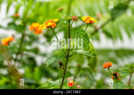 Un gambo di una pianta erbacea chiamata lantana camara che ha diversi fiori, che fioriscono in giallo e arancione, che sono ancora verdi e pin Foto Stock