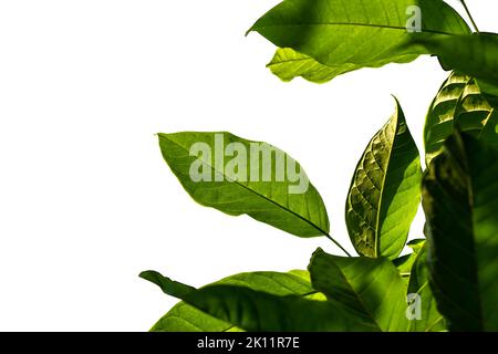 Primo piano delle foglie di una pianta ornamentale del giardino tropicale chiamata tabebuia rosea con foglie verdi fresche, isolate su sfondo bianco Foto Stock