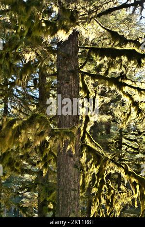 Muschio sospeso e lichene di usnea in grandi alberi in una vecchia foresta pluviale di crescita nel sud-est dell'Alaska. Foto Stock