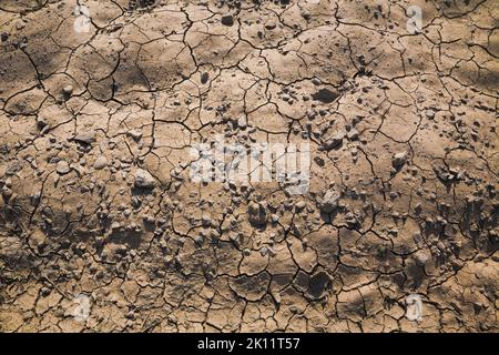 Primo piano del fango incrinato e essiccato in campo agricolo. Foto Stock