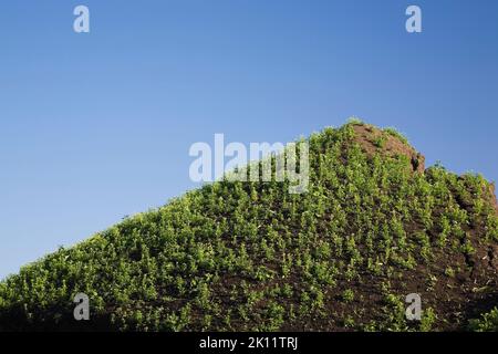 Piante perenni verdi che crescono selvatiche sulla sommità del terreno in un'area di sabbia commerciale in primavera. Foto Stock