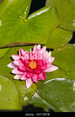 Ninfea rosa - Fiore di giglio d'acqua sulla superficie dello stagno in primavera. Foto Stock