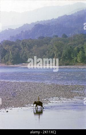 Mahout (custode) prendere l'elefante per uno scrubbing nel fiume Manas dopo il lavoro della giornata. Manas National Park, Assam, India; dicembre 1973. Foto Stock