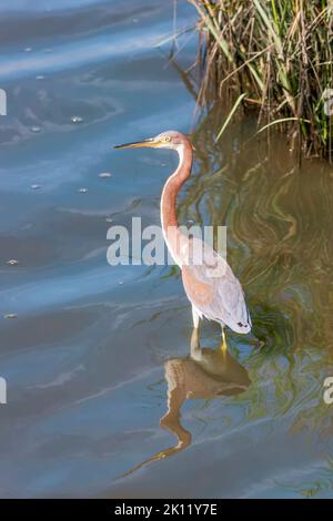 Airone tricolore (Egretta tricolore) e la sua riflessione nel Soundside Park. Isola di topsail. Carolina del Nord. STATI UNITI Foto Stock