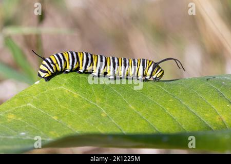 monarch caterpillar (Danaus plexippus) su una foglia di alga munghiera (Asclepias syriaca) nella Contea di Lee, Iowa Foto Stock
