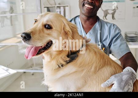 Primo piano del veterinario africano che si prende cura di cute retriever in sala del veterinario Foto Stock