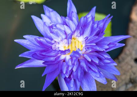 fiore di loto in fiore su uno stagno ornamentale nel giardino. Nelumbo nucifera, noto anche come loto indiano o loto sacro. Foto Stock