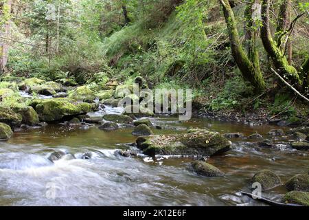 Parte del fiume Drago (Dracice) nella riserva di Dracice – Repubblica Ceca vicino al confine di stato con l'Austria. Foto Stock