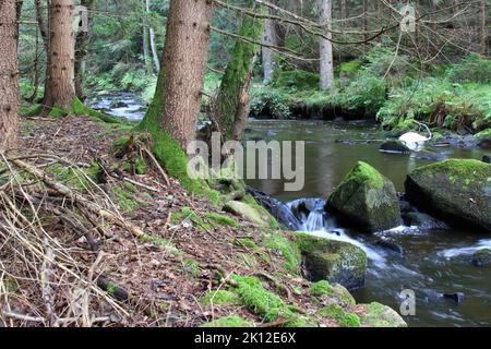 Parte del fiume Drago (Dracice) nella riserva di Dracice – Repubblica Ceca vicino al confine di stato con l'Austria. Foto Stock