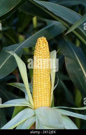 Mais nel campo. Campo agricolo con raccolta di mais in estate e autunno. Agricoltura, coltivazione, crescita, concetto di ortaggi. Foto di alta qualità Foto Stock