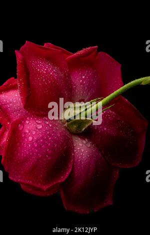 primo piano di rosa rossa con gocce d'acqua, isolato su sfondo nero, astratto o carta da parati Foto Stock