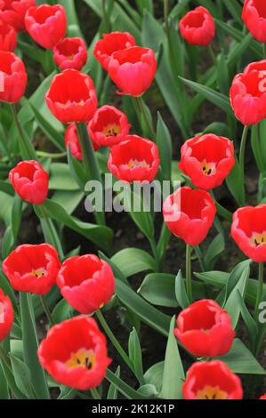 Trionfo tulipani (Tulipa) Red Power fiorire in un giardino nel mese di aprile Foto Stock